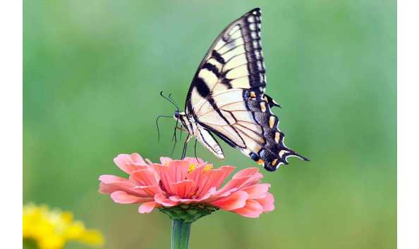 Big image eastern swallowtail butterfly on zinnia