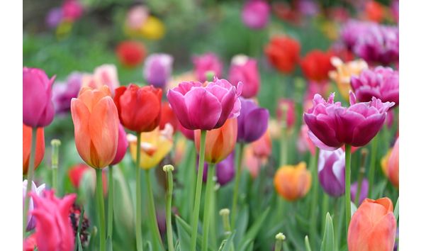 Big image tulips royalty free image