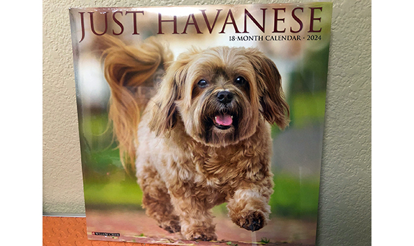 Big image 2024 havanese calendar 1   jennifer jablonski