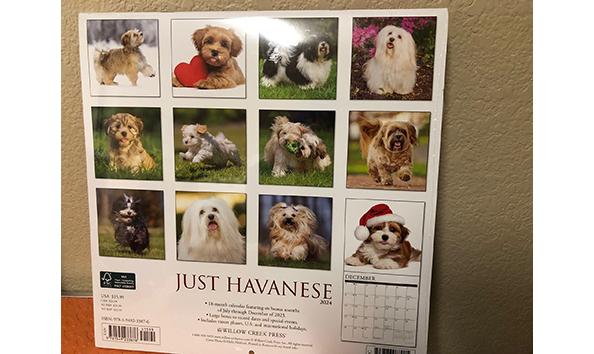 Big image 2024 havanese calendar 2   jennifer jablonski
