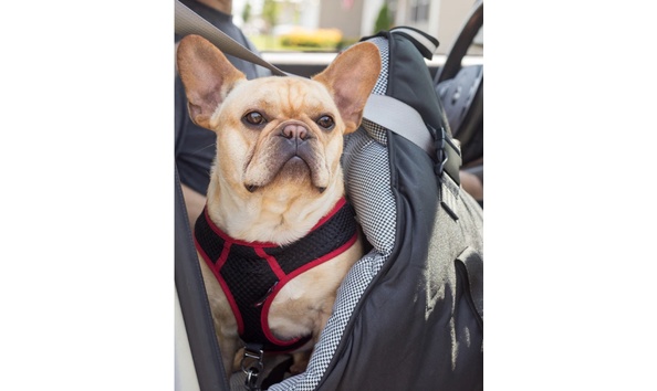 Big image pupsaver 5   annual auction