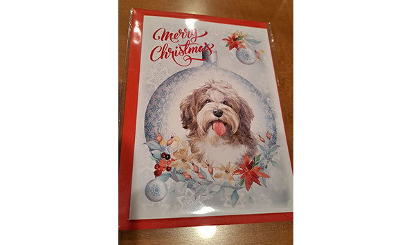 Big image havanese dog christmas cards 1   jennifer jablonski