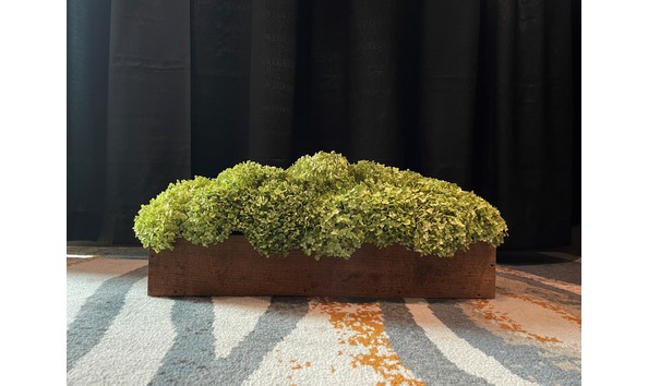 Big image hydrangeas