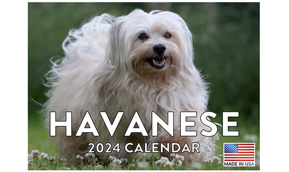 Big image havanese calendar 1   jennifer jablonski