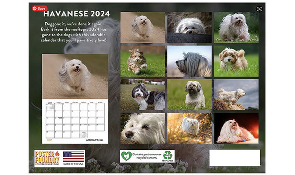 Big image havanese calendar 2   jennifer jablonski