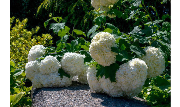 Big image hydrangea