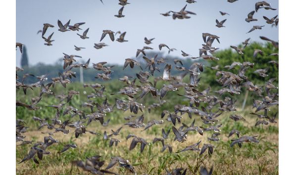 Big image 2 birds  1 