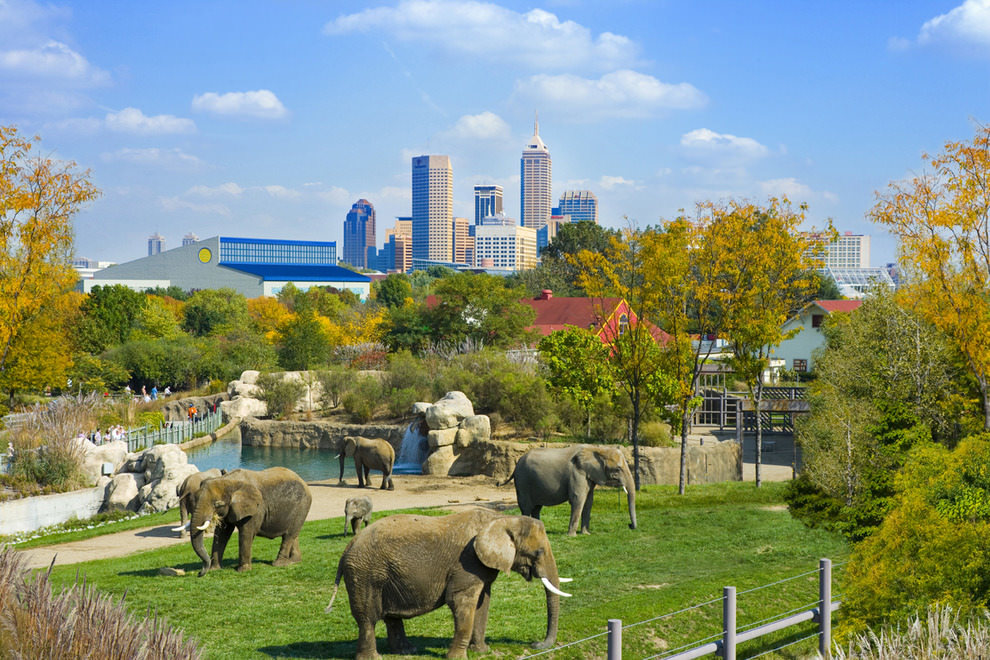 The Denver Zoo Family 4 Pack