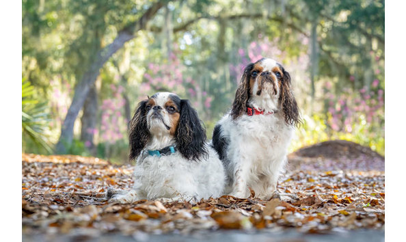 Big image jwh 3   jennifer jablonski