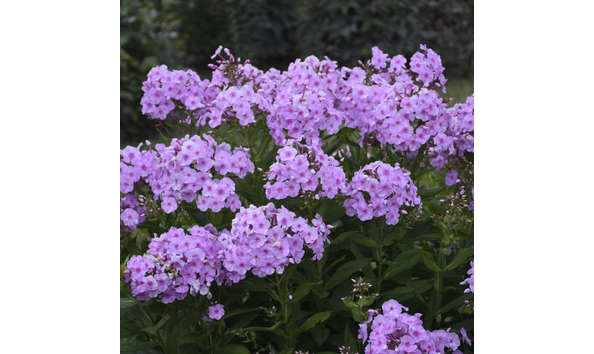 Big image phlox