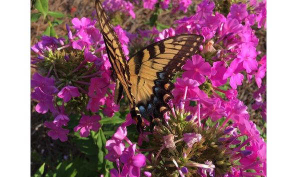 Big image butterfly on phlox