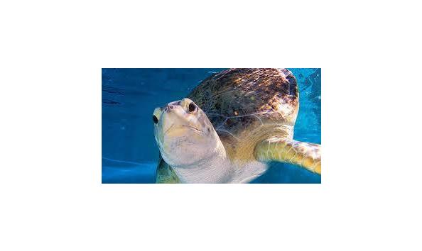 Big image clearwater marine aquarium1