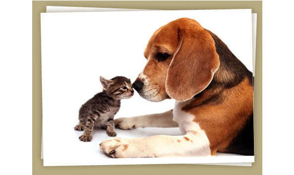 Big image dog cat home