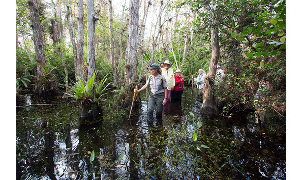 Big image bcg lisa swamp walk 01 6x10