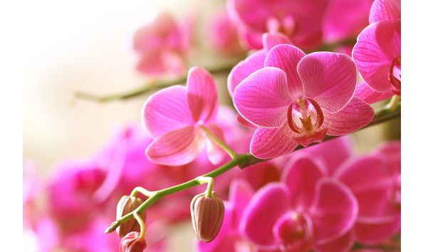 Big image greenhouse2