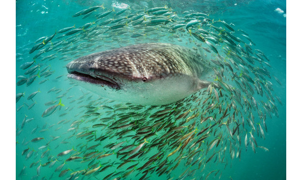 Big image ilcp 090720  008287 f1