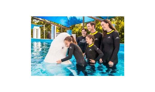 Big image beluga whale swim 357x229