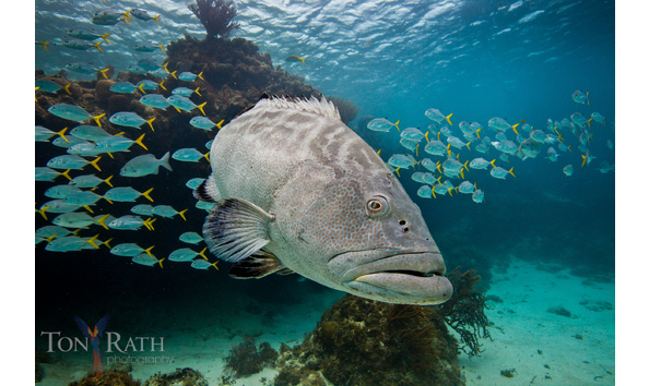 Big image black grouper