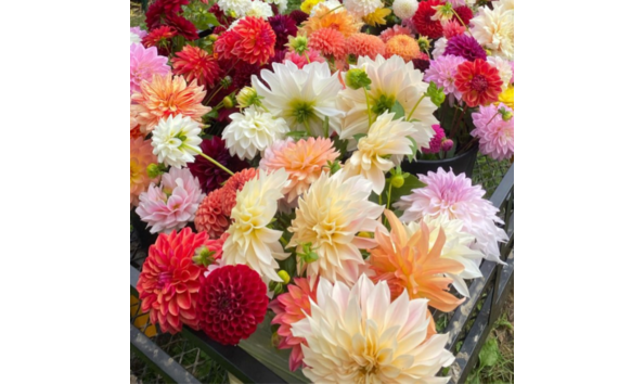 Big image 40 2024 csa share of dahlias from petal creek farm
