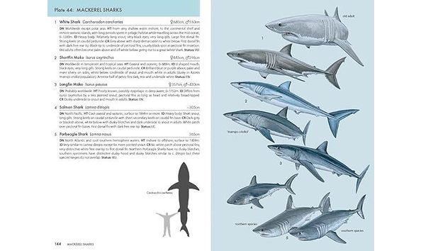 Big image 71thsjcn3qs. sx550 