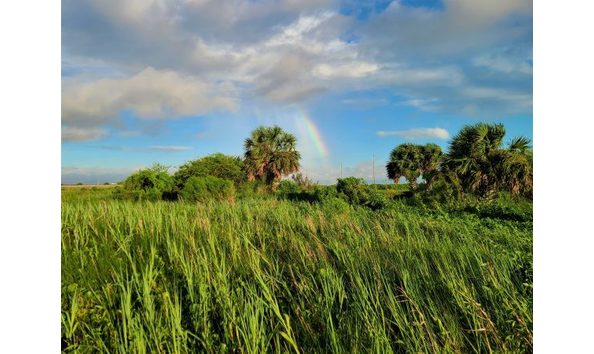 Big image eel 20.07.24 600x450