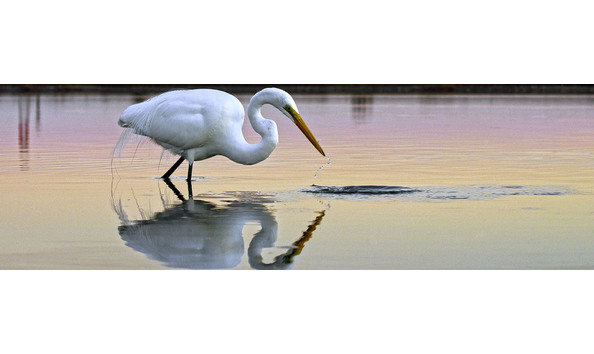 Big image egret hunting in wetland 1920