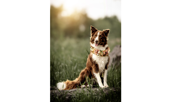 Big image shannon edney photography 2