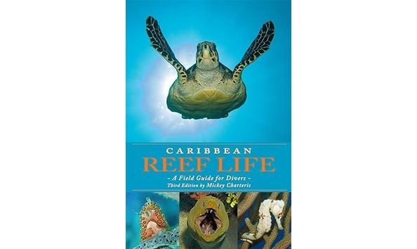 Big image 61ad32xpyyl. sy425 