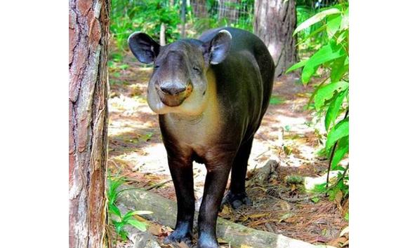 Big image fuego happy