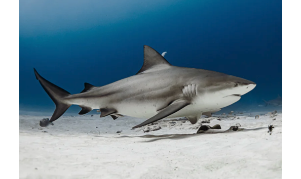 Big image screenshot 2023 11 03 at 19.04.09