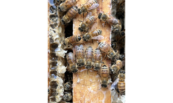 Big image unnamed  3 