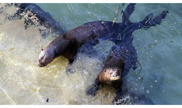 Big image adfde03a 0ca1 b4e5 f6d63e6dfb637bf6