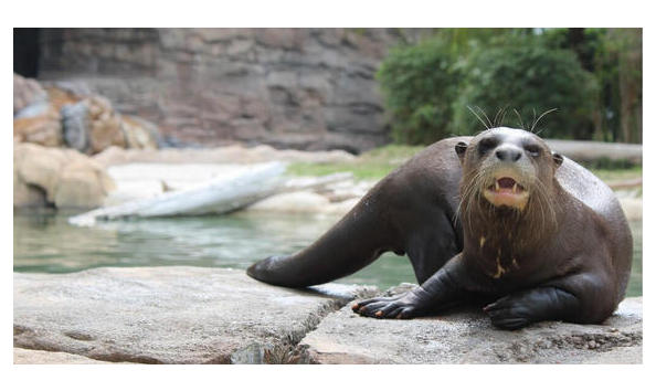 Big image ae02e9ce 986f dee3 74e6b23a3ec4c0f9