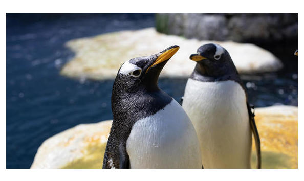 Big image 72d3f95a 055c 558f a4b85c98605c5ef9