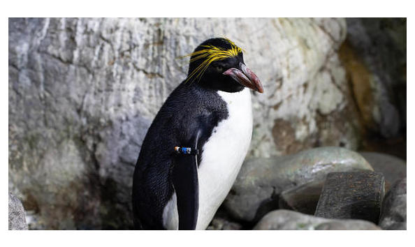 Big image adff7727 9001 6f23 6136c1c3bfa59f2b