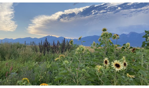Big image meridian flowers