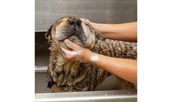 Big image 109907077 748647025676964 4635940220558976698 o