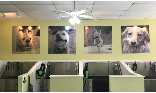 Big image salty dog wash 992x576