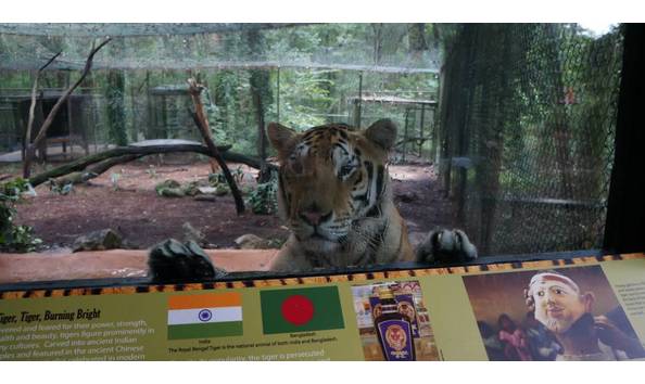 Big image tallahassee museum tiger image mclaren family 08013 jpg 1200 630 515f96f1 265d 4354 bd49 6ae8034ac41d.rendition