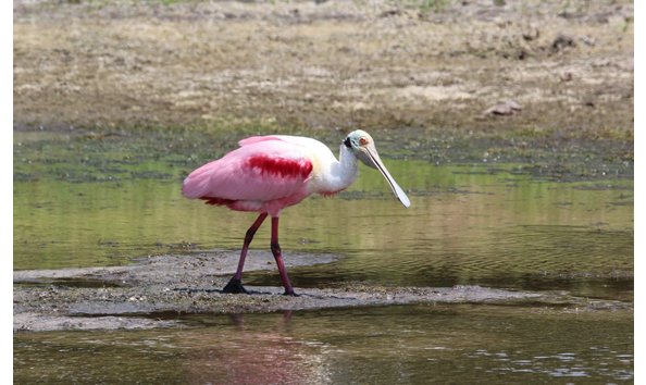 Big image rosetta spoonbill