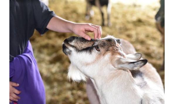 Big image mini magick20180220 55544 12he7q3