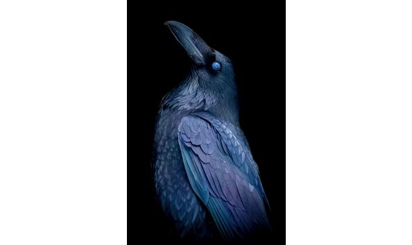 Big image blue raven