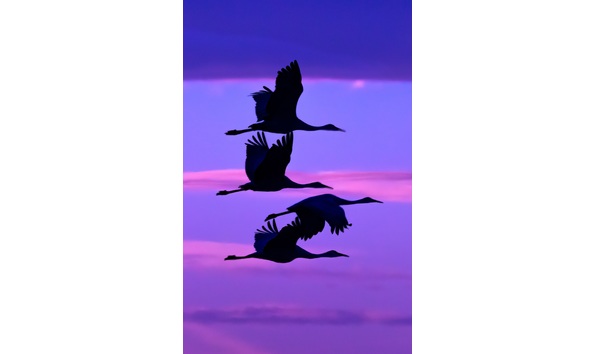 Big image sandhill cranes sunset  1 of 1 