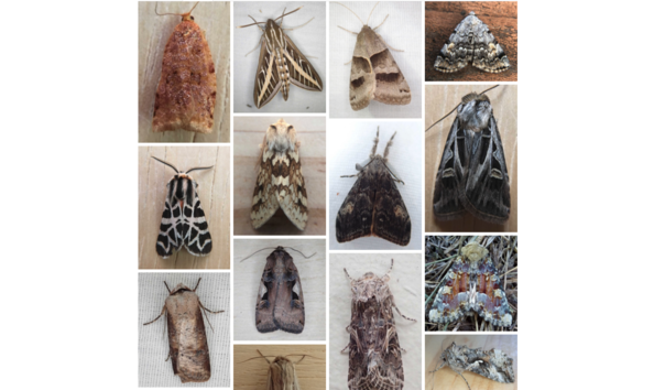 Big image mothing night