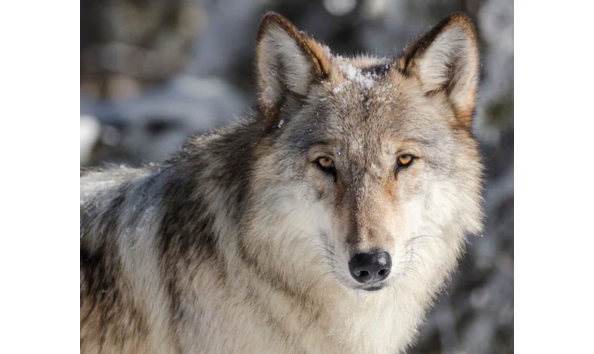 Big image screenshot  340 