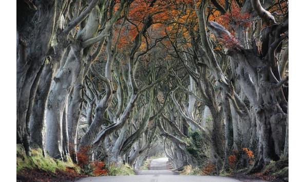 Big image pic dark hedges