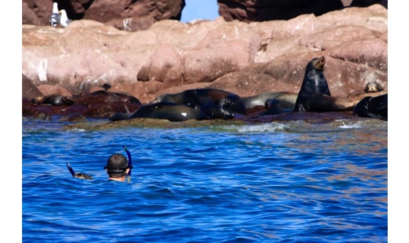 Big image baja snorklers   sea lions