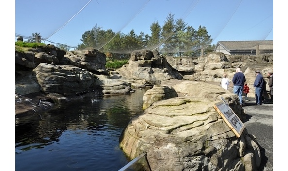 Big image seabirds newport oregon