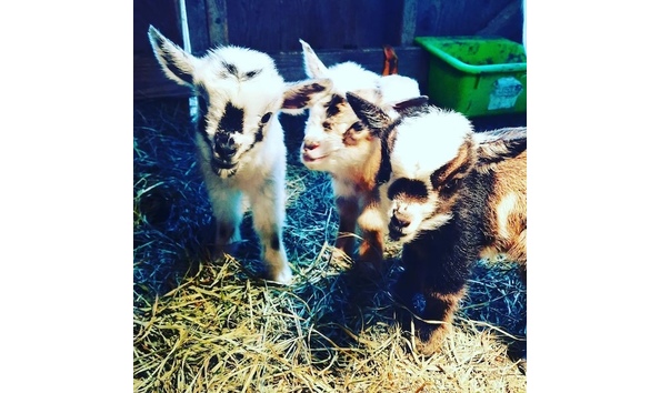 Big image 326956008 2464518803698284 7132069636321740114 n