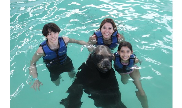 Big image sea lion swim